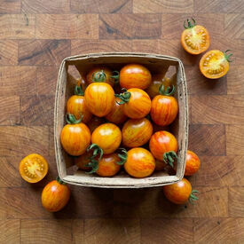 Sunrise Bumble Bee, Organic Tomato Seeds